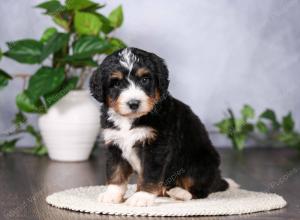   tri-colored standard bernedoodle near Chicago Illinois