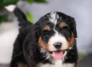   tri-colored standard bernedoodle near Chicago Illinois