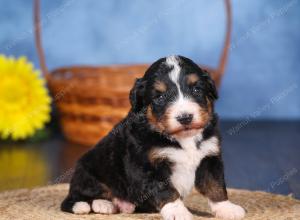   tri-colored female standard bernedoodle near Chicago Illinois