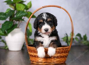   tri-colored standard bernedoodle near Chicago Illinois