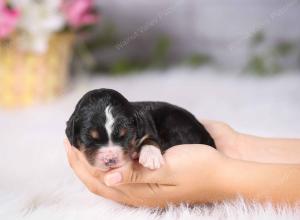   tri-colored Male standard bernedoodle near Chicago Illinois