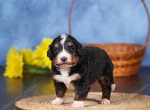   tri-colored female standard bernedoodle near Chicago Illinois