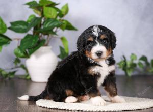   tri-colored standard bernedoodle near Chicago Illinois