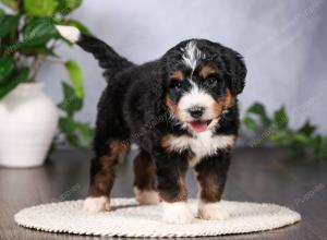   tri-colored standard bernedoodle near Chicago Illinois
