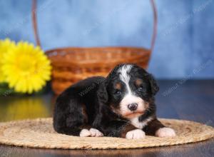   tri-colored female standard bernedoodle near Chicago Illinois