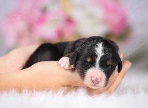   tri-colored female standard bernedoodle near Chicago Illinois