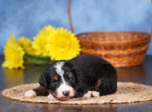   tri-colored female standard bernedoodle near Chicago Illinois