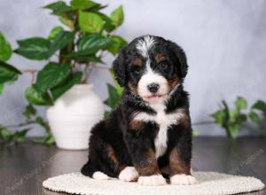   tri-colored standard bernedoodle near Chicago Illinois