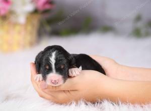   tri-colored female standard bernedoodle near Chicago Illinois