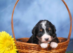   tri-colored female standard bernedoodle near Chicago Illinois