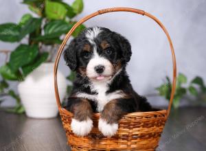   tri-colored standard bernedoodle near Chicago Illinois