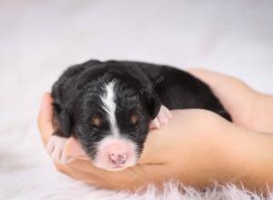   tri-colored female standard bernedoodle near Chicago Illinois
