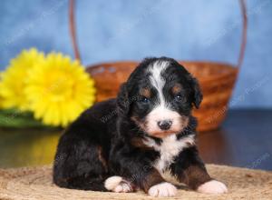   tri-colored female standard bernedoodle near Chicago Illinois