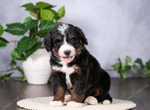   tri-colored standard bernedoodle near Chicago Illinois
