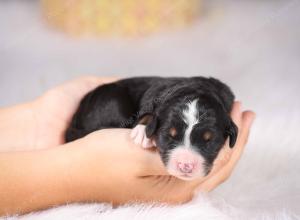   tri-colored female standard bernedoodle near Chicago Illinois