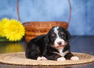   tri-colored female standard bernedoodle near Chicago Illinois