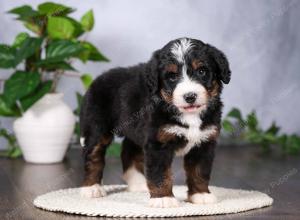  tri-colored standard bernedoodle near Chicago Illinois