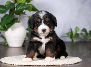   tri-colored standard bernedoodle near Chicago Illinois