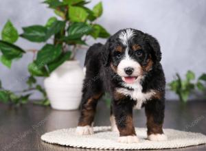   tri-colored standard bernedoodle near Chicago Illinois