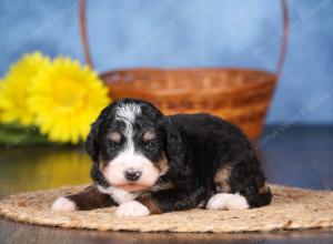   tri-colored female standard bernedoodle near Chicago Illinois