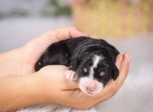   tri-colored female standard bernedoodle near Chicago Illinois