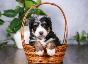   tri-colored standard bernedoodle near Chicago Illinois