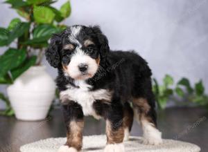   tri-colored standard bernedoodle near Chicago Illinois