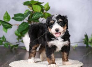   tri-colored standard bernedoodle near Chicago Illinois