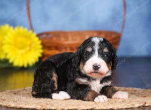   tri-colored female standard bernedoodle near Chicago Illinois