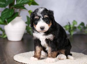   tri-colored standard bernedoodle near Chicago Illinois