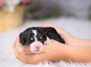  tri-colored female standard bernedoodle near Chicago Illinois