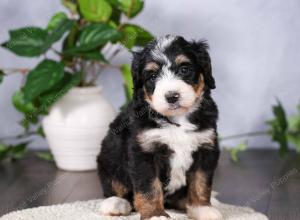   tri-colored standard bernedoodle near Chicago Illinois
