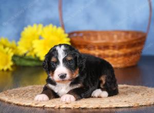   tri-colored female standard bernedoodle near Chicago Illinois
