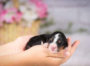   tri-colored female standard bernedoodle near Chicago Illinois