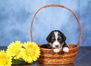   tri-colored female standard bernedoodle near Chicago Illinois