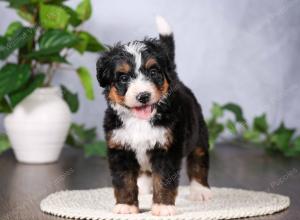   tri-colored standard bernedoodle near Chicago Illinois