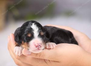   tri-colored female standard bernedoodle near Chicago Illinois