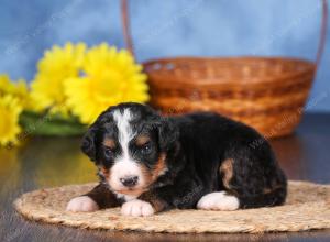   tri-colored female standard bernedoodle near Chicago Illinois