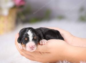   tri-colored female standard bernedoodle near Chicago Illinois