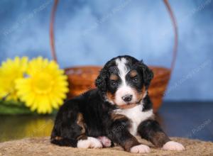   tri-colored female standard bernedoodle near Chicago Illinois