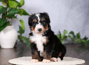   tri-colored standard bernedoodle near Chicago Illinois