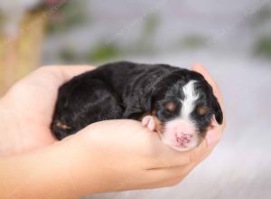   tri-colored female standard bernedoodle near Chicago Illinois