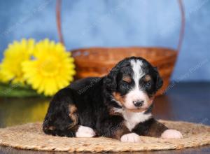   tri-colored female standard bernedoodle near Chicago Illinois