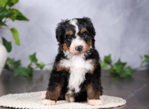   tri-colored standard bernedoodle near Chicago Illinois