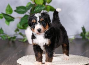   tri-colored standard bernedoodle near Chicago Illinois