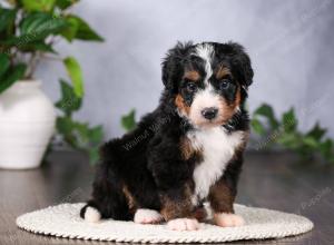   tri-colored standard bernedoodle near Chicago Illinois