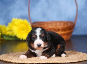   tri-colored standard bernedoodle near Chicago Illinois