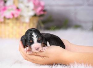   tri-colored Male standard bernedoodle near Chicago Illinois