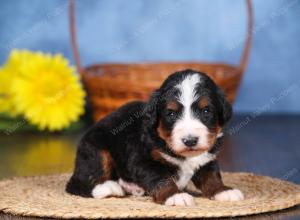   tri-colored female standard bernedoodle near Chicago Illinois