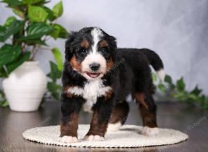   tri-colored standard bernedoodle near Chicago Illinois